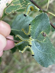 Pristiphora testacea