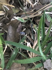 Psammophis angolensis