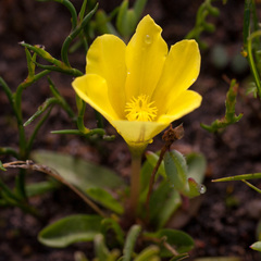 Moraea galaxia