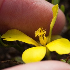 Moraea galaxia