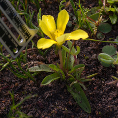 Moraea galaxia