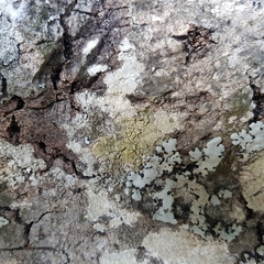 Pertusaria flavida