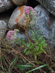 Hylotelephium telephium fabaria