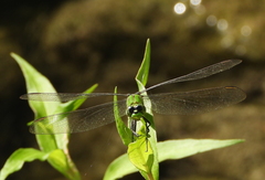 Erythemis simplicicollis