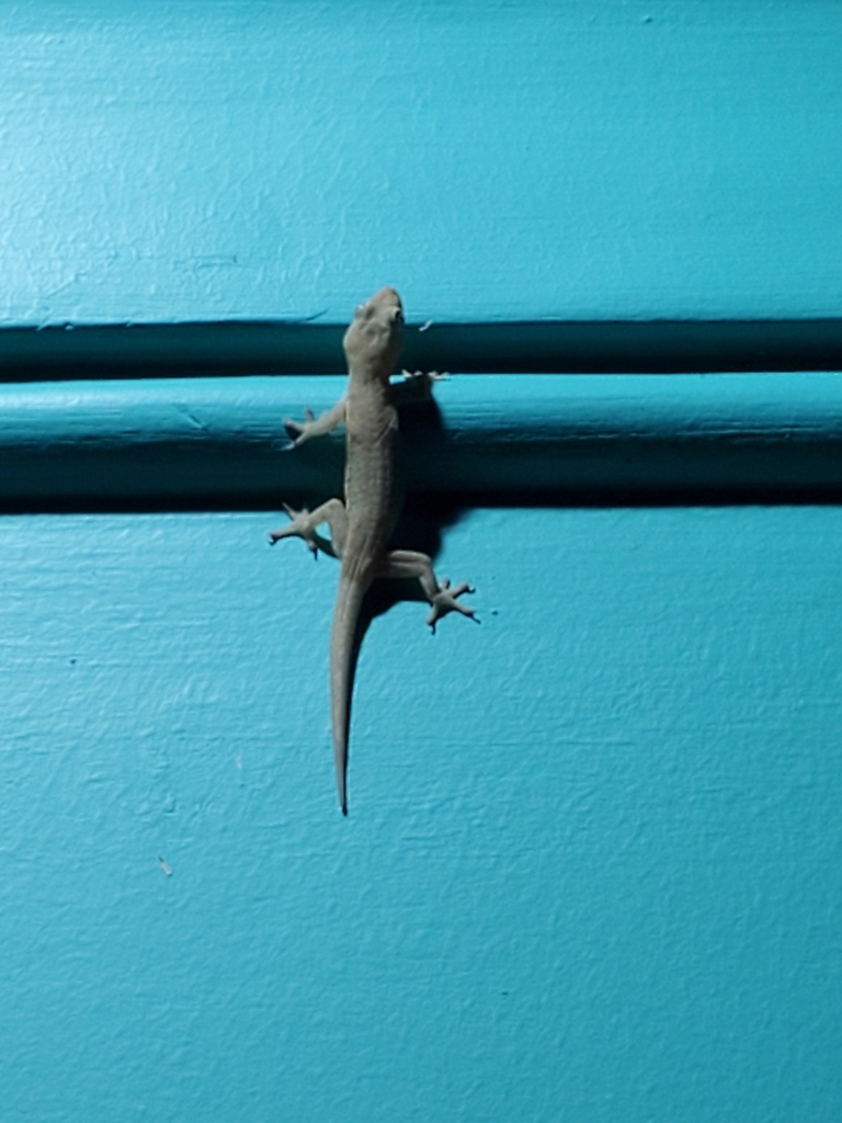 Common Four-clawed Gecko from Thao Dien, District 2, Ho Chi Minh City ...