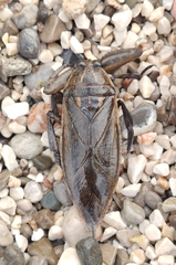 Lethocerus patruelis