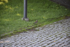 Turdus pilaris