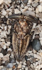 Lethocerus patruelis