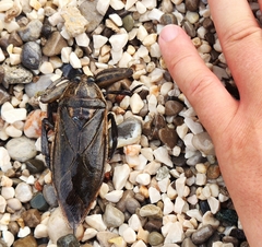 Lethocerus patruelis