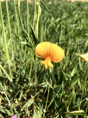 Lathyrus hierosolymitanus