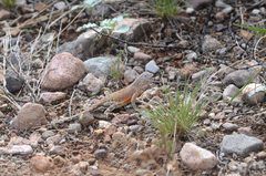 Cophosaurus texanus scitulus