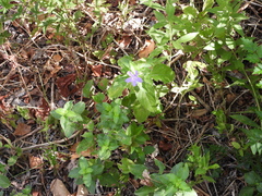 Ruellia drummondiana