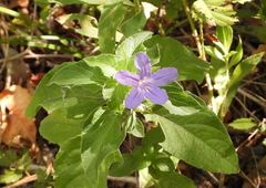 Ruellia drummondiana