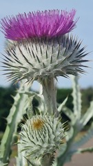 Onopordum acanthium