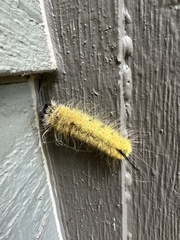 Acronicta americana