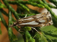 Crambus alienellus
