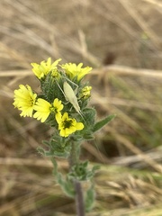 Oecanthus argentinus