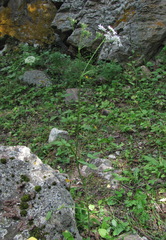 Heracleum chorodanum