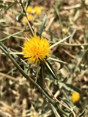 Centaurea solstitialis