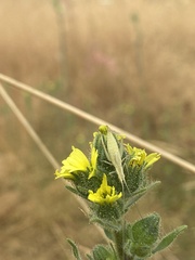 Oecanthus argentinus