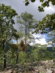 Pinus luzmariae