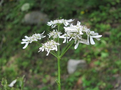 Heracleum chorodanum