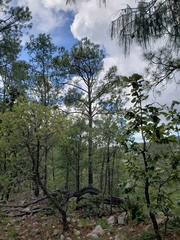 Pinus luzmariae