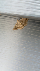 Digrammia ocellinata