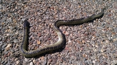 Lampropeltis splendida