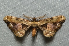 Apophyga apona