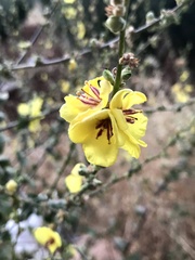 Verbascum sinuatum
