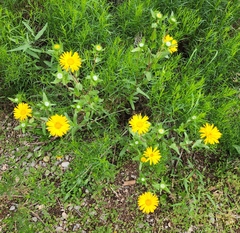 Grindelia scabra