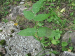 Heracleum chorodanum