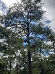 Pinus luzmariae