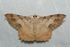 Calletaera basipuncta