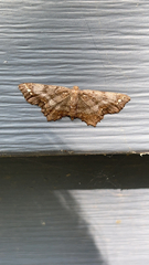 Hypagyrtis unipunctata