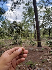 Pinus luzmariae