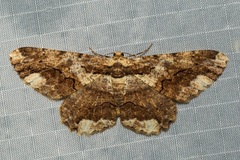 Coremecis nigrovittata