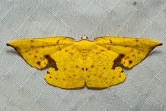 Corymica