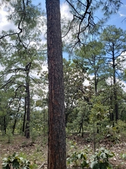 Pinus luzmariae