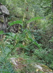 Astragalus galegiformis