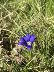 Gentiana pyrenaica