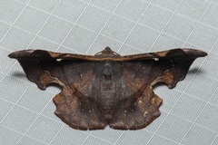 Fascellina albicordis