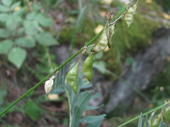 Astragalus galegiformis