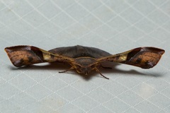 Fascellina albicordis