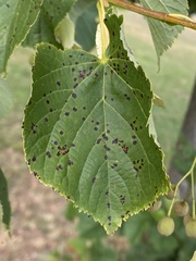 Paracercosporidium microsorum