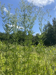 Eupatorium torreyanum