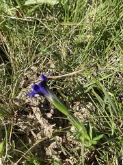 Gentiana pyrenaica