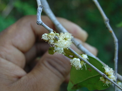 Casearia sylvestris