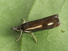 Crambus heringiellus